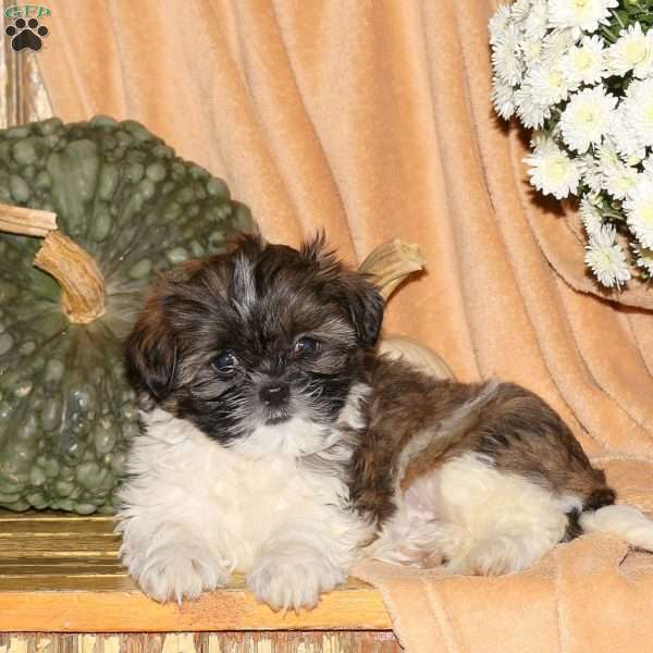 Mason, Shih-Poo Puppy