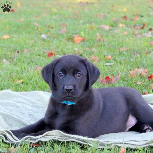 Mason, Black Labrador Retriever Puppy