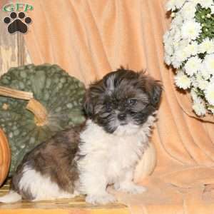 Mason, Shih-Poo Puppy