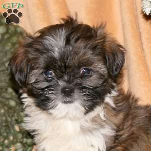 Mason, Shih-Poo Puppy