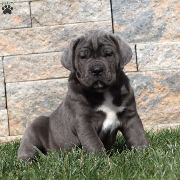 Mason, Cane Corso Puppy