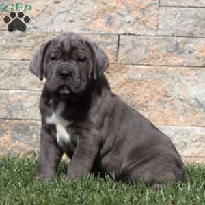 Mason, Cane Corso Puppy