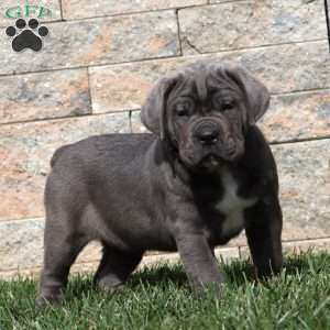 Mason, Cane Corso Puppy