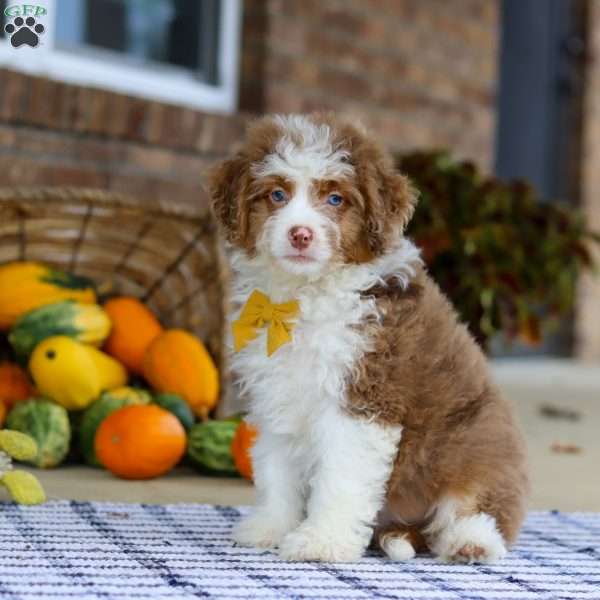 Mason, Mini Aussiedoodle Puppy