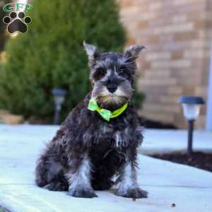 Mateo, Miniature Schnauzer Puppy