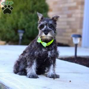 Mateo, Miniature Schnauzer Puppy