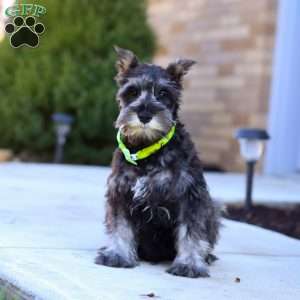 Mateo, Miniature Schnauzer Puppy