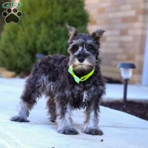 Mateo, Miniature Schnauzer Puppy