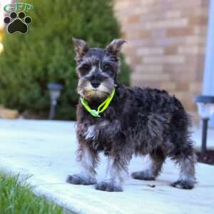 Mateo, Miniature Schnauzer Puppy