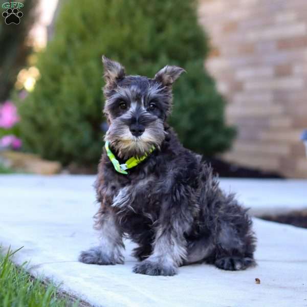 Mateo, Miniature Schnauzer Puppy
