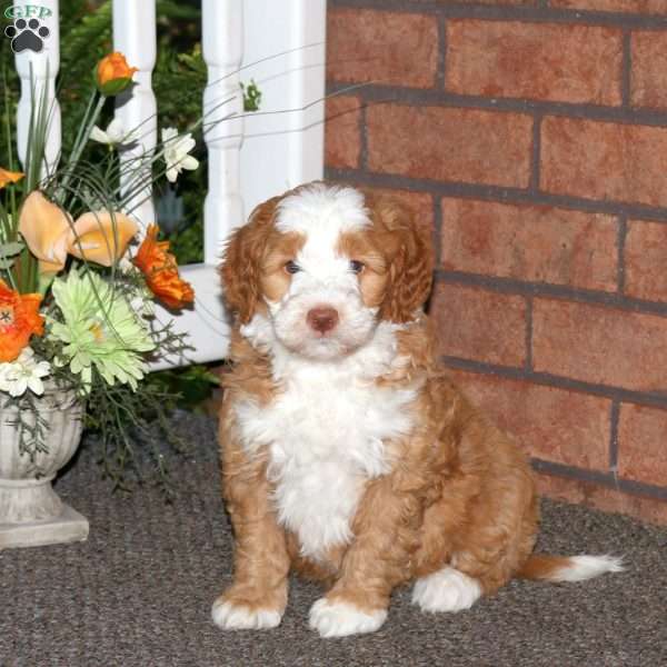 Matt, Mini Bernedoodle Puppy