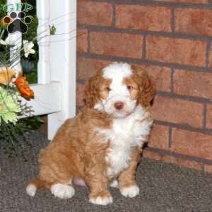 Matt, Mini Bernedoodle Puppy