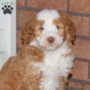 Matt, Mini Bernedoodle Puppy