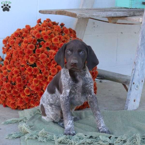 Maverick, German Shorthaired Pointer Puppy