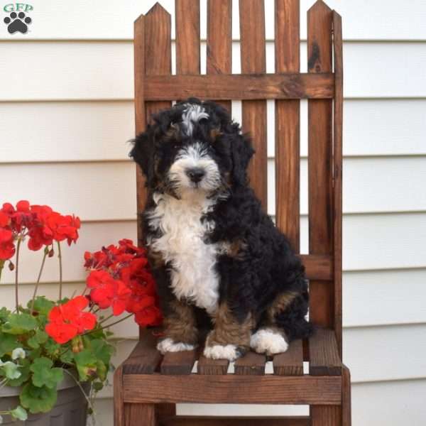 Maverick, Mini Bernedoodle Puppy