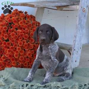 Maverick, German Shorthaired Pointer Puppy