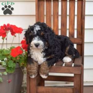 Maverick, Mini Bernedoodle Puppy