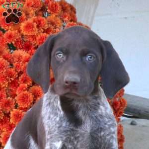 Maverick, German Shorthaired Pointer Puppy