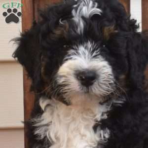 Maverick, Mini Bernedoodle Puppy