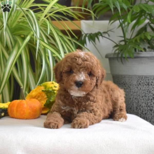 Max, Miniature Poodle Puppy