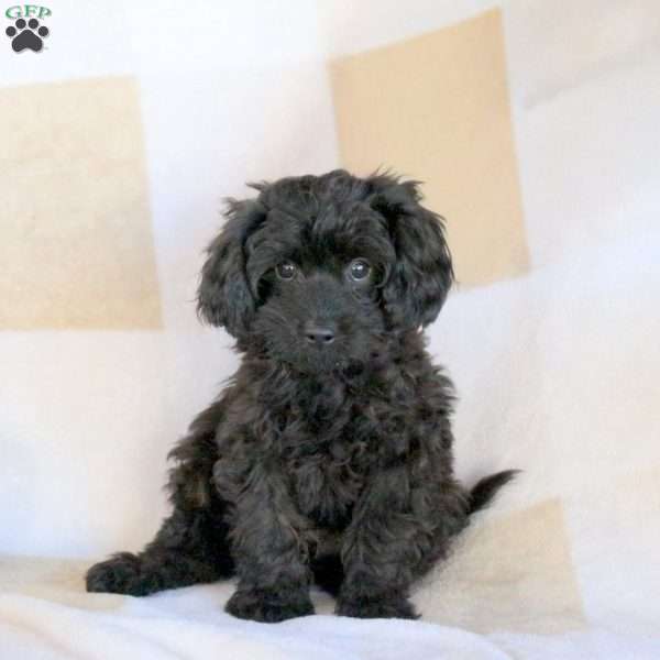 Max, Cavapoo Puppy