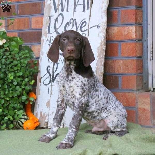 Max, German Shorthaired Pointer Puppy