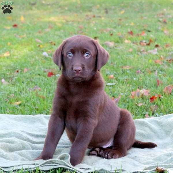 Max, Chocolate Labrador Retriever Puppy
