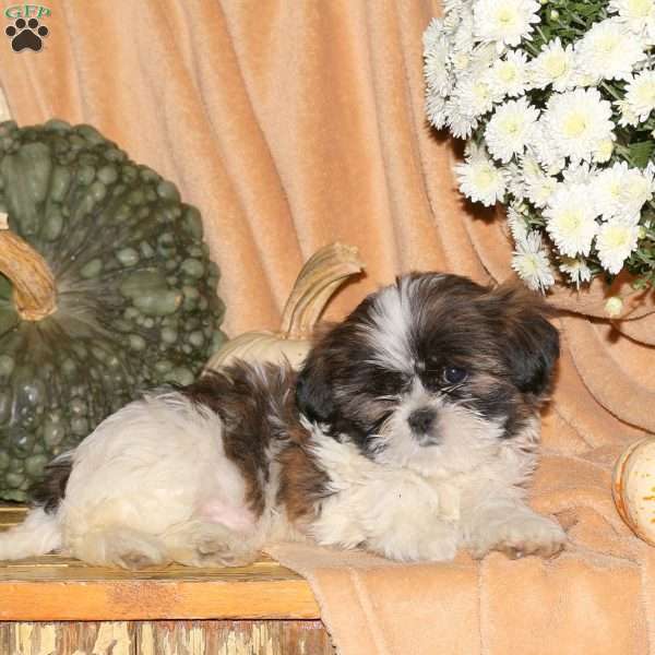 Max, Shih-Poo Puppy