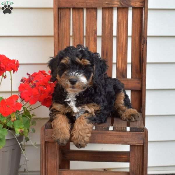 Max, Mini Bernedoodle Puppy