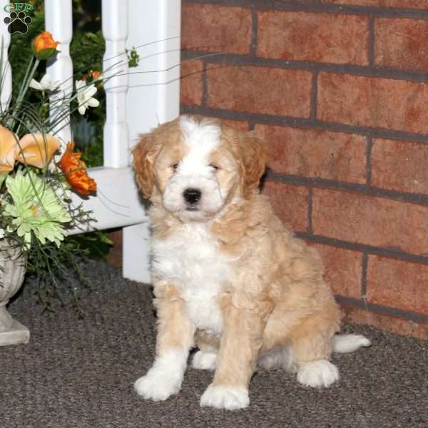 Max, Mini Bernedoodle Puppy