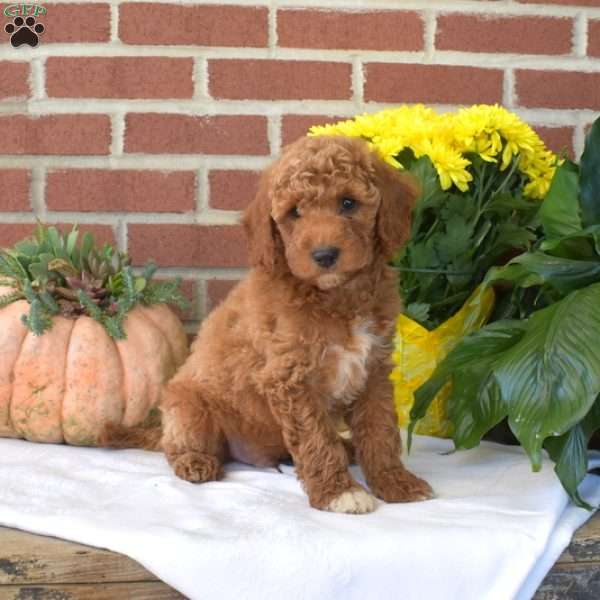 Max, Mini Goldendoodle Puppy