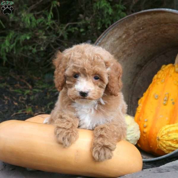 Max, Bich-Poo Puppy