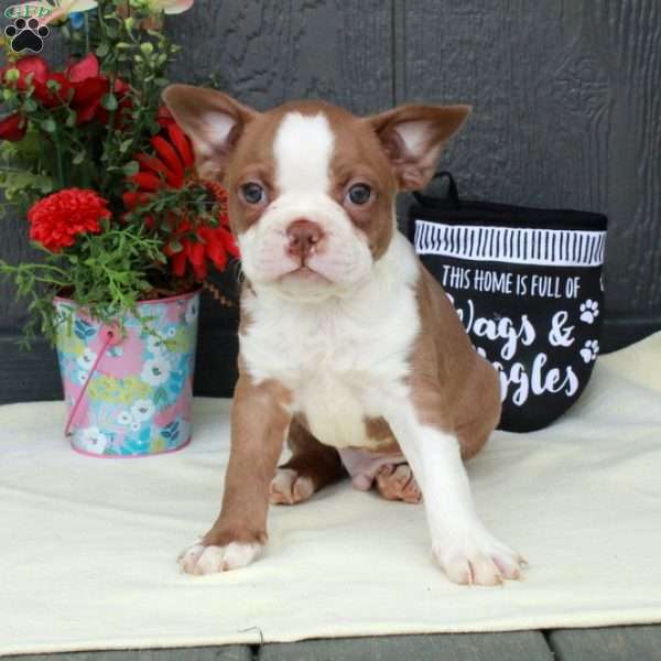 Max, Boston Terrier Puppy