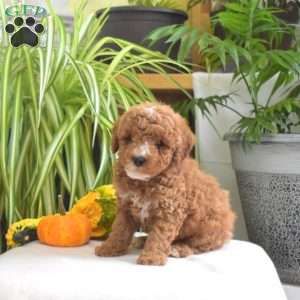 Max, Miniature Poodle Puppy