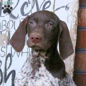 Max, German Shorthaired Pointer Puppy