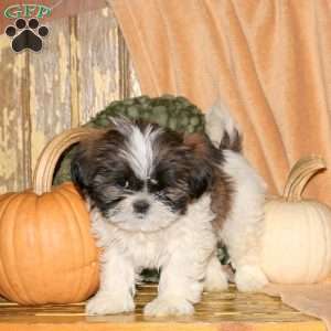 Max, Shih-Poo Puppy
