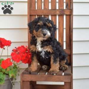 Max, Mini Bernedoodle Puppy