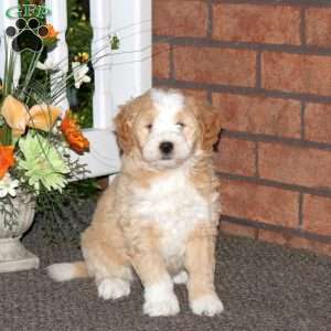 Max, Mini Bernedoodle Puppy