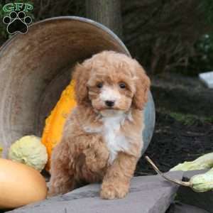 Max, Bich-Poo Puppy