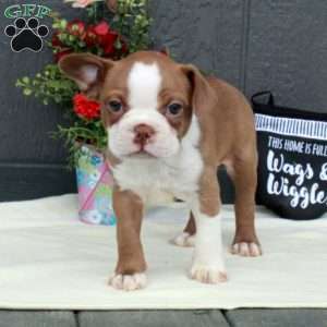Max, Boston Terrier Puppy
