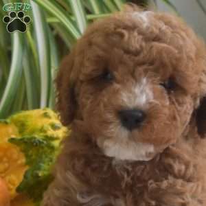 Max, Miniature Poodle Puppy