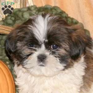 Max, Shih-Poo Puppy