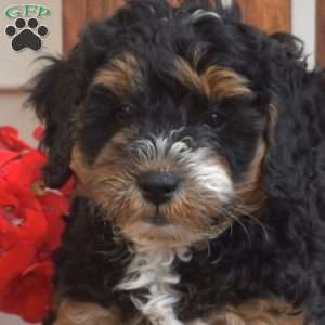 Max, Mini Bernedoodle Puppy