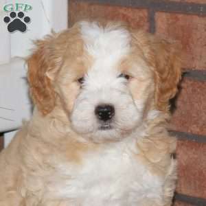 Max, Mini Bernedoodle Puppy