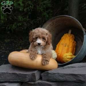 Max, Bich-Poo Puppy