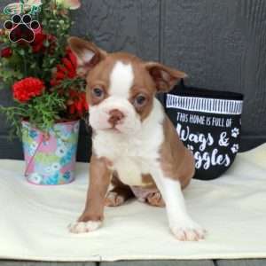 Max, Boston Terrier Puppy