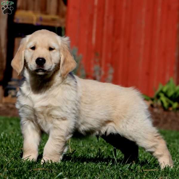 Max, Golden Retriever Puppy