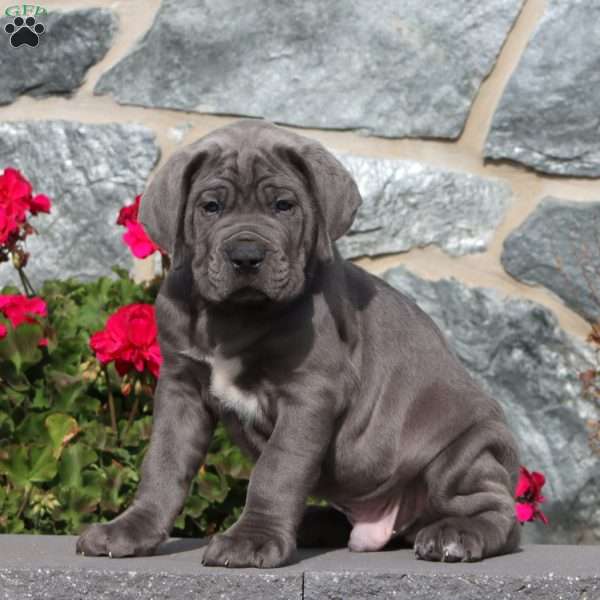 Max, Cane Corso Puppy