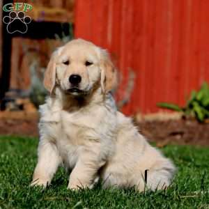 Max, Golden Retriever Puppy