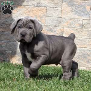 Max, Cane Corso Puppy